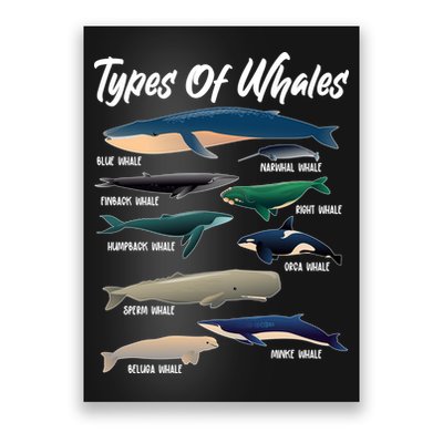 Types Of Whales Poster