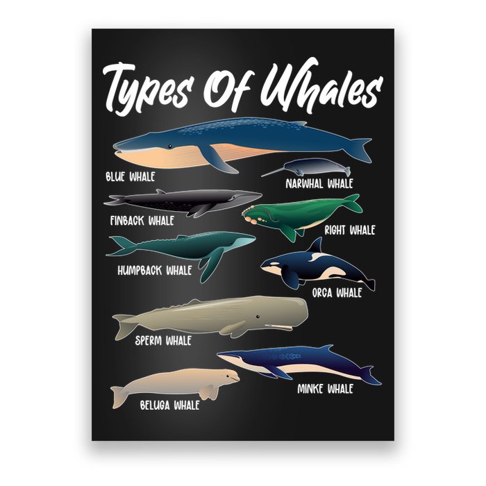 Types Of Whales Poster