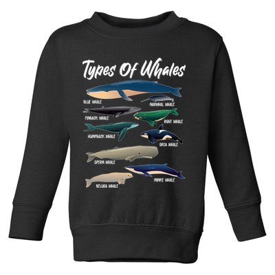 Types Of Whales Toddler Sweatshirt