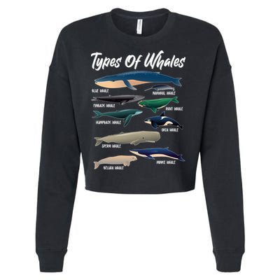 Types Of Whales Cropped Pullover Crew