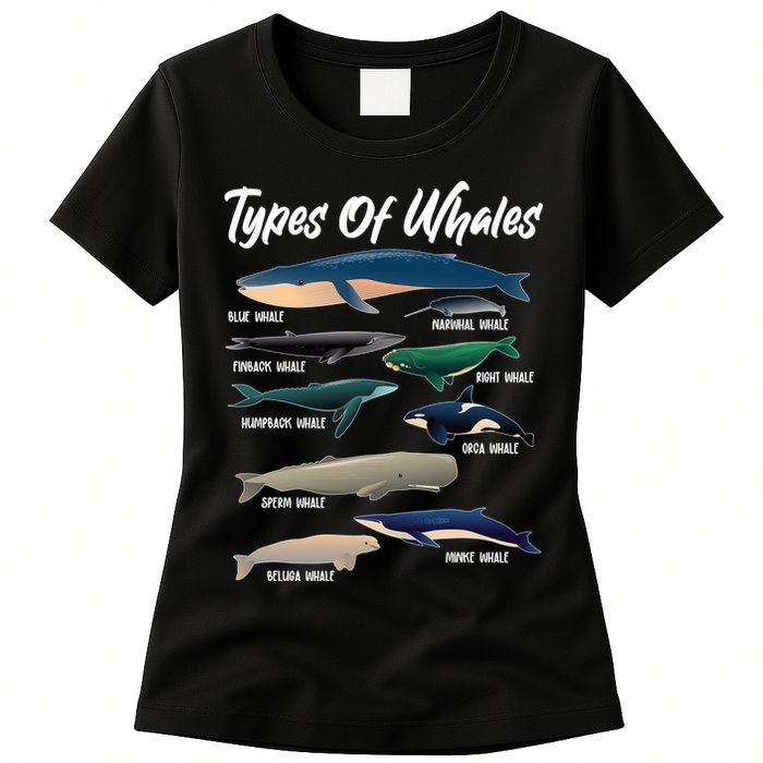 Types Of Whales Womens T-Shirt