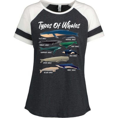 Types Of Whales Enza Ladies Jersey Colorblock Tee