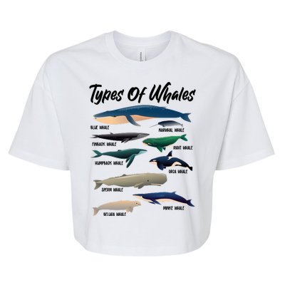 Types Of Whales Bella+Canvas Jersey Crop Tee