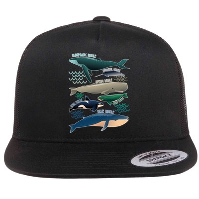 Types Of Whales Save The Whales Flatbill Hat