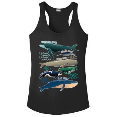 Types Of Whales Save The Whales Ladies PosiCharge Competitor Racerback Tank