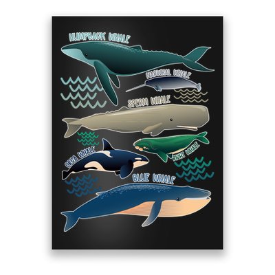 Types Of Whales Save The Whales Poster