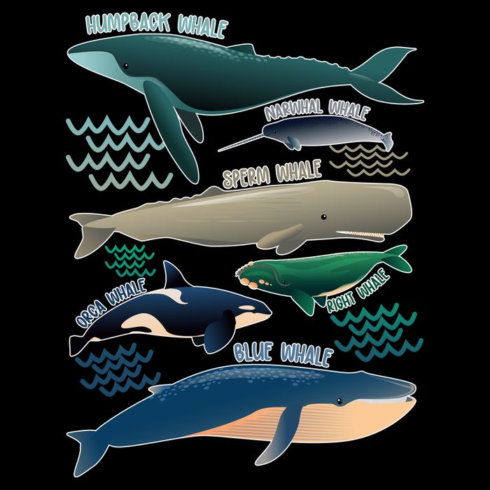 Types Of Whales Save The Whales Premium T-Shirt