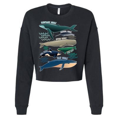 Types Of Whales Save The Whales Cropped Pullover Crew