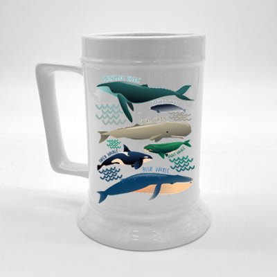 Types Of Whales Save The Whales Beer Stein