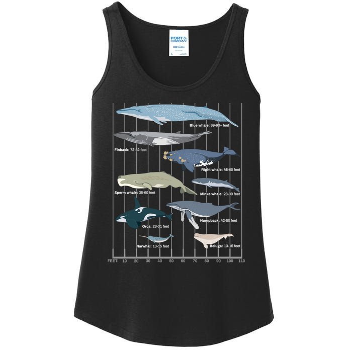 Types Of Whales Huge Whale Ladies Essential Tank