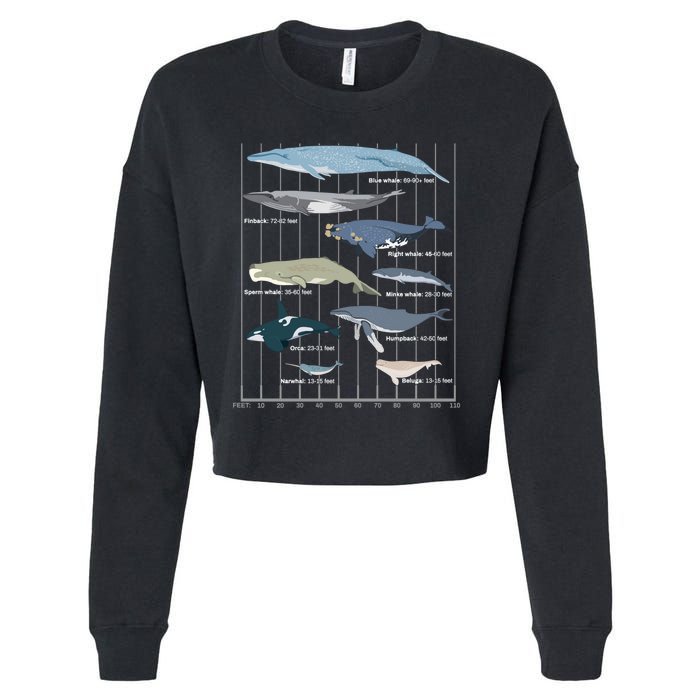 Types Of Whales Huge Whale Cropped Pullover Crew