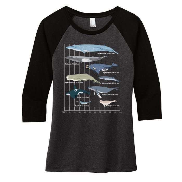 Types Of Whales Huge Whale Women's Tri-Blend 3/4-Sleeve Raglan Shirt