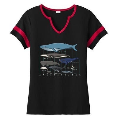 Types Of Whales Huge Whale Ladies Halftime Notch Neck Tee