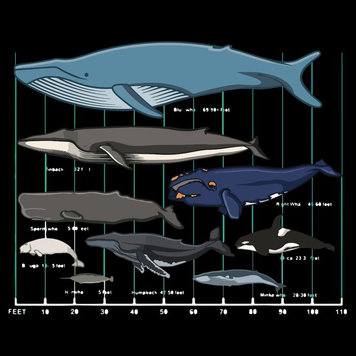 Types Of Whales Huge Whale Drawstring Bag