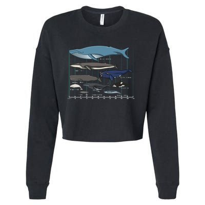 Types Of Whales Huge Whale Cropped Pullover Crew