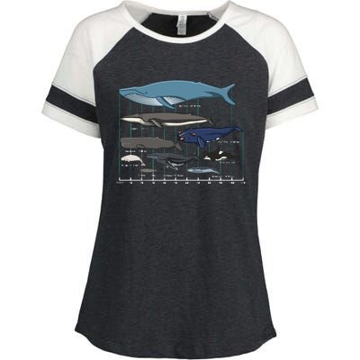 Types Of Whales Huge Whale Enza Ladies Jersey Colorblock Tee