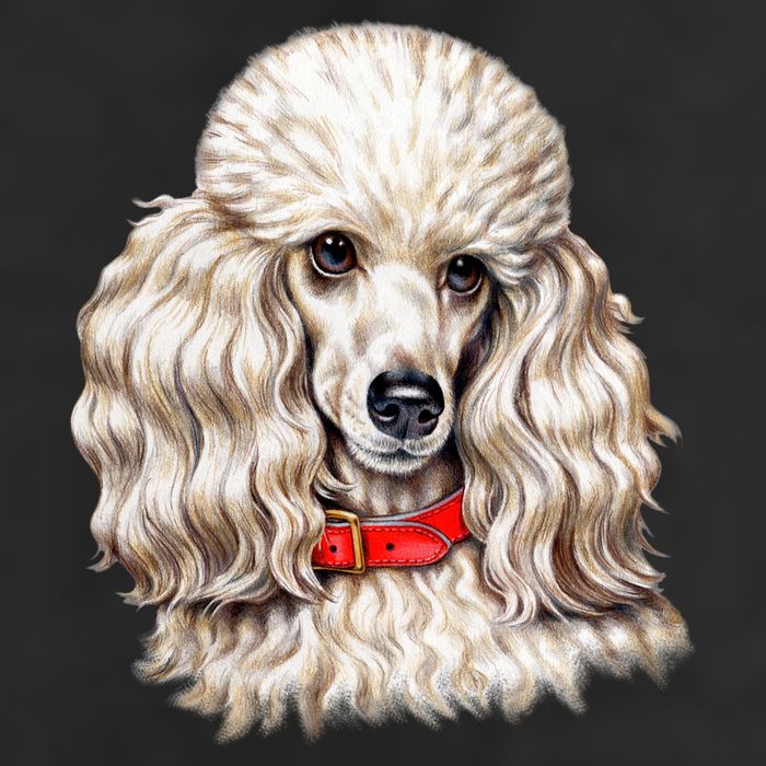 Toy Poodle Cool Comfort Performance Bucket Hat