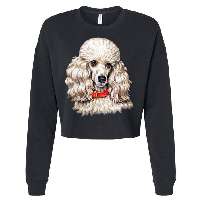 Toy Poodle Cropped Pullover Crew