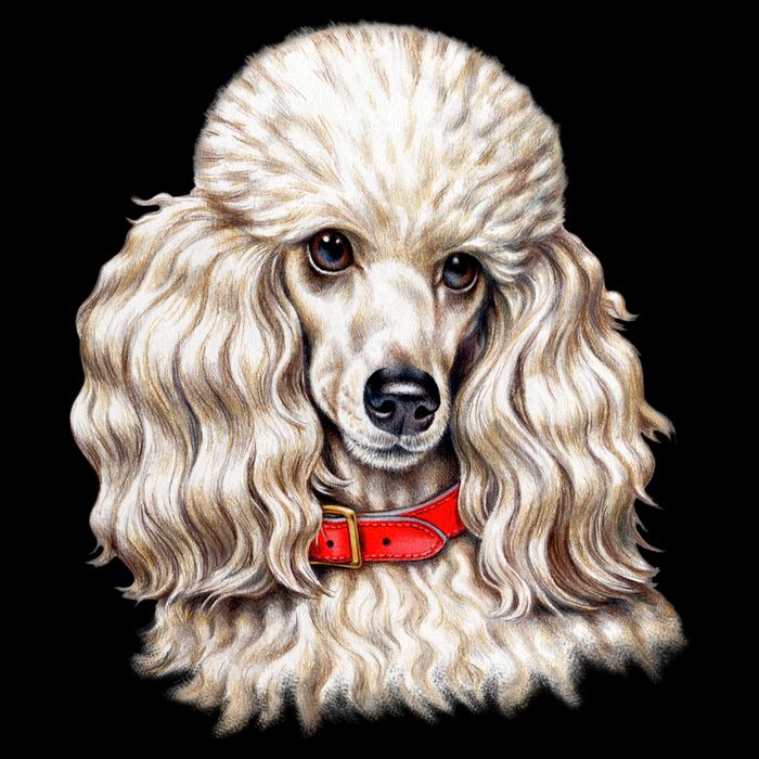 Toy Poodle Cropped Pullover Crew