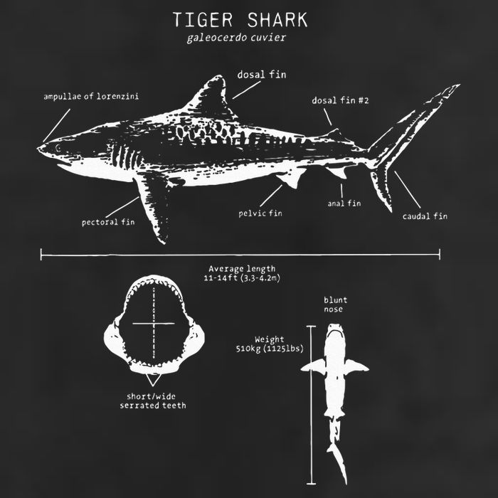 Tiger Shark Anatomy Marine Biologist 7 Panel Mesh Trucker Snapback Hat