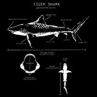 Tiger Shark Anatomy Marine Biologist Tall T-Shirt