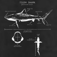 Tiger Shark Anatomy Marine Biologist 11oz C Handle Ceramic Mug