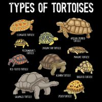 Tortoise Tortoise Lover Reptile Lover Drawstring Bag