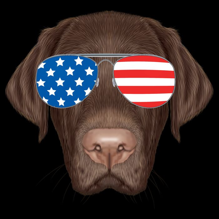 USA Chocolate Lab Dog Womens T-Shirt