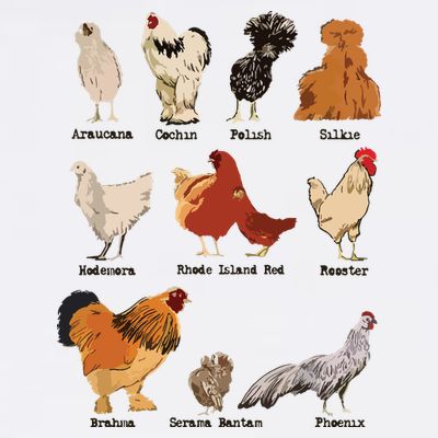 Vintage Chicken Breeds Farm Animals Day Support Local Farmer T-Shirt