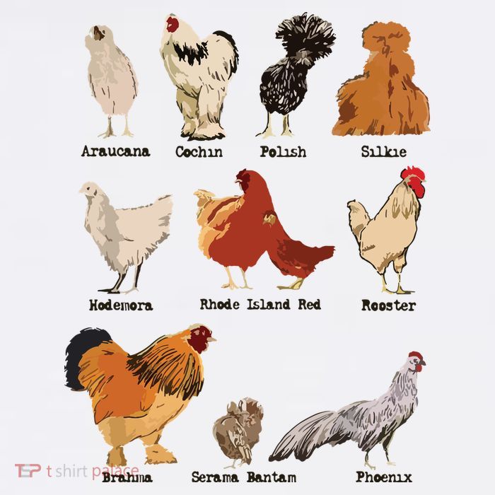 Vintage Chicken Breeds Farm Animals Day Support Local Farmer T-Shirt