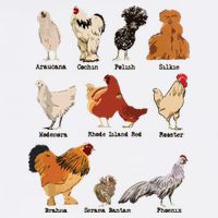 Vintage Chicken Breeds Farm Animals Day Support Local Farmer Button