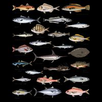 Vintage Fish Identification Chart Fishing Backpack