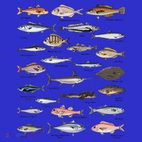 Vintage Fish Identification Chart Fishing Tall T-Shirt