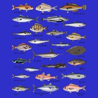 Vintage Fish Identification Chart Fishing Kids T-Shirt