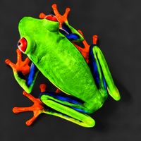 Vibrant Frog Golf Towel
