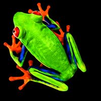Vibrant Frog Cropped Pullover Crew