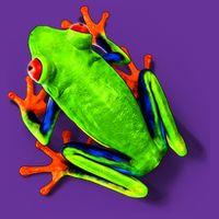 Vibrant Frog Womens T-Shirt