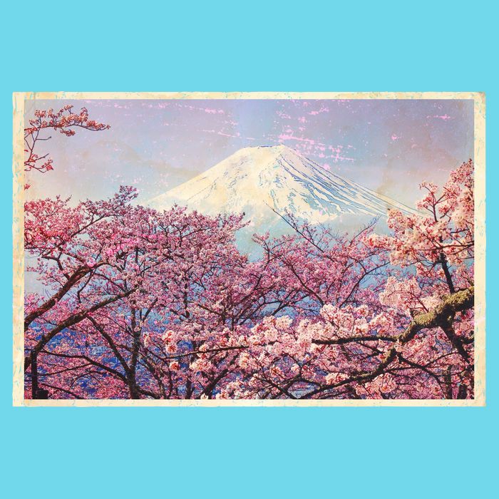 Vintage Japanese Mt. Fuji & Cherry Blossoms Womens T-Shirt