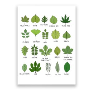 Variety of Leaf Patterns for Nature Enthusiasts Poster