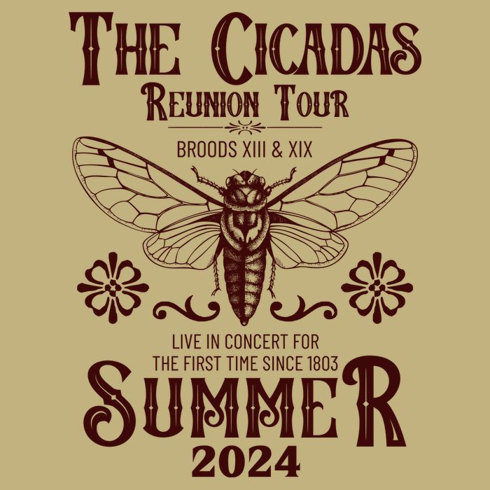 Vintage The Cicadas Reunion Tour Broods Xiii And Xix Summer 2024 Button