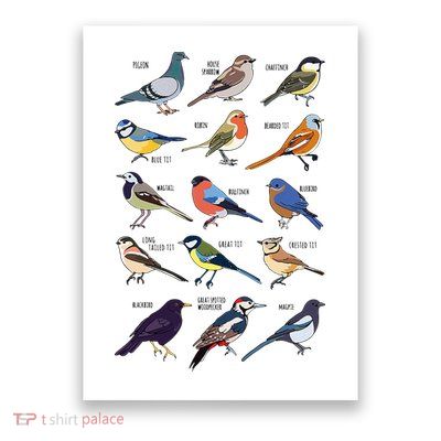 Wildlife Birds Gift For Bird Watching Birder Poster