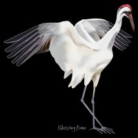 Whooping Crane Graphic Wildlife Bird Watching 16 in Basic Backpack