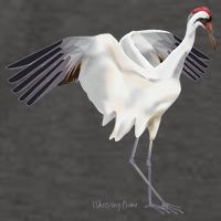 Whooping Crane Graphic Wildlife Bird Watching Vector Backpack