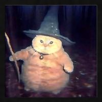 Wizard Cat Weird Funny Halloween Cat Meme Ladies PosiCharge Tri-Blend Wicking Tank