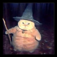 Wizard Cat Weird Funny Halloween Cat Meme Sustainable Bucket Hat