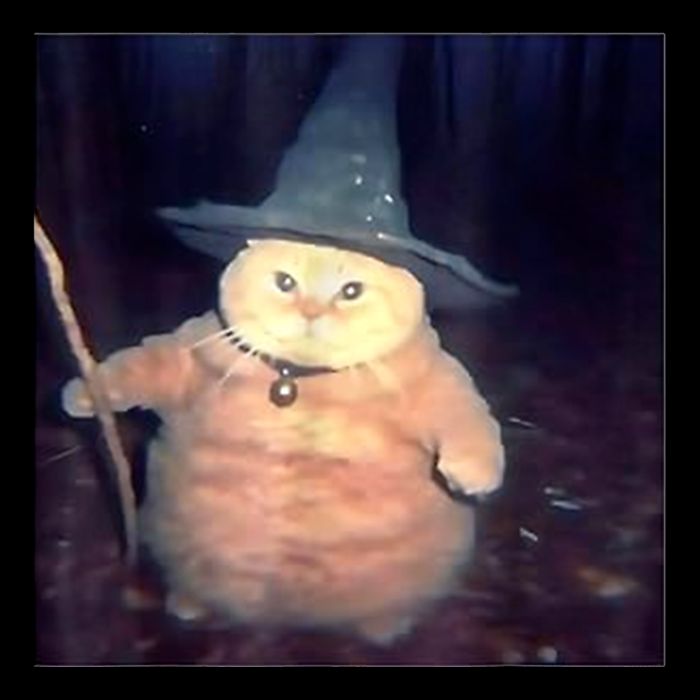 Wizard Cat Weird Funny Halloween Cat Meme Sustainable Bucket Hat