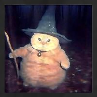 Wizard Cat Weird Funny Halloween Cat Meme Beanie
