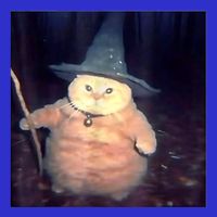 Wizard Cat Weird Funny Halloween Cat Meme Magnet