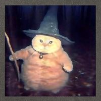 Wizard Cat Weird Funny Halloween Cat Meme Cotton Canvas Backpack