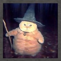 Wizard Cat Weird Funny Halloween Cat Meme Vector Backpack